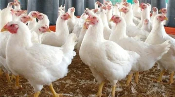 تجاوز سعر كيلو الفراخ البيضاء 100 جنيه في بورصة الدواجن وسط استمرار الارتفاعات